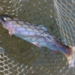 意外と釣れるぞ ～大安トラウトレイク～